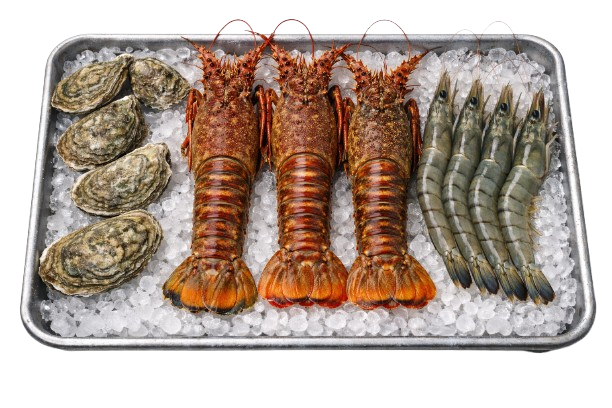 chatgpt image 23 ene 2026 11 07 58 removebg preview