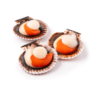 concha de abanico 1/2 valva con coral