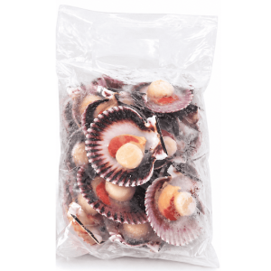 concha de abanico 1/2 valva con coral