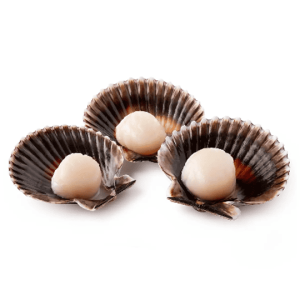 concha de abanico 1/2 valva con coral